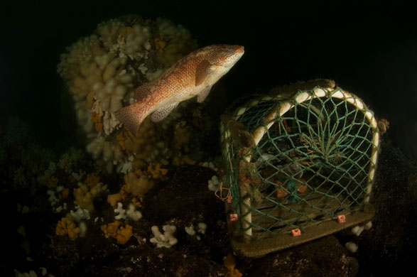 UK marine life: Ballan wrasse (Labrus bergylta)