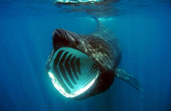 UK marine life: basking shark (Cetorhinus maximus)