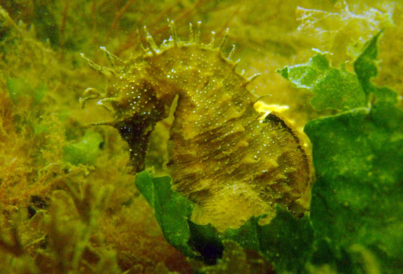 UK marine life: Spiny seahorse