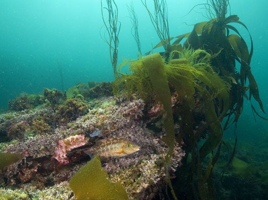 UK marine life: Corkwing male