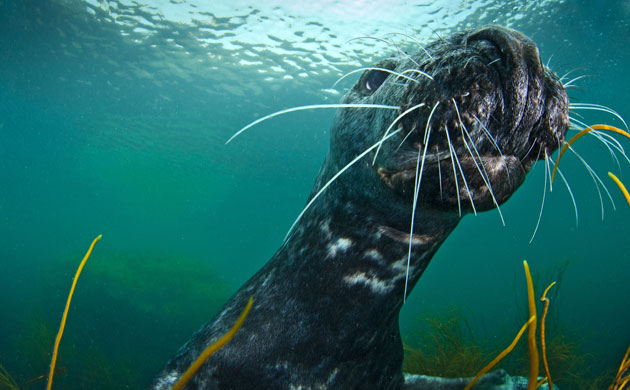 UK marine life: grey seal 