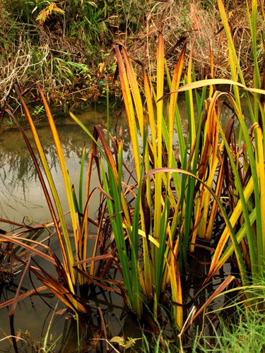 Jeannie Jay's assignment: Jeannie Jay's October Camera Club assignment