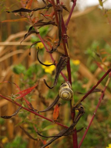 Jeannie Jay's assignment: Jeannie Jay's October Camera Club assignment