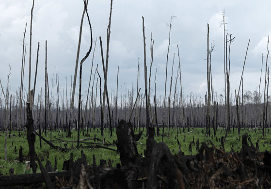 24 hours: Pelalawan, Indonesia: Burned trees in a peatland area of Teluk Meranti