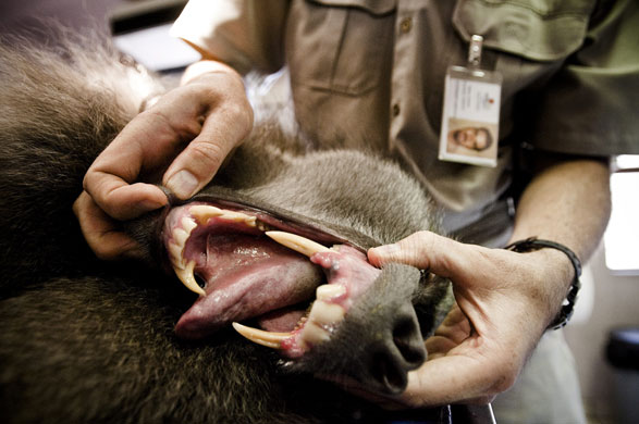 24 hours: baboon gets medical check at pretoria zoo