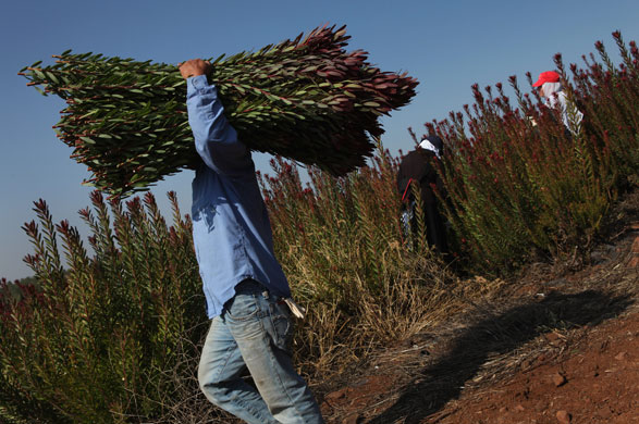 24 hours: Israeli Farmers Export Flowers Grown In The Golan Heights