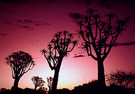 In Pictures: Silhouette: Olaf Schuelke