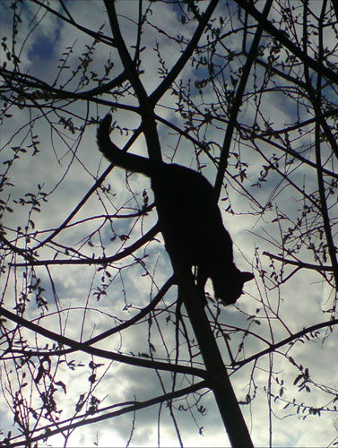 In Pictures: Silhouette: Caroline Parr