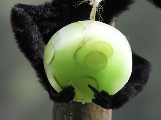 24 hours in pictures: A black-faced spider monkey eats frozen fruits in Sao Paulo Zoo Foundation