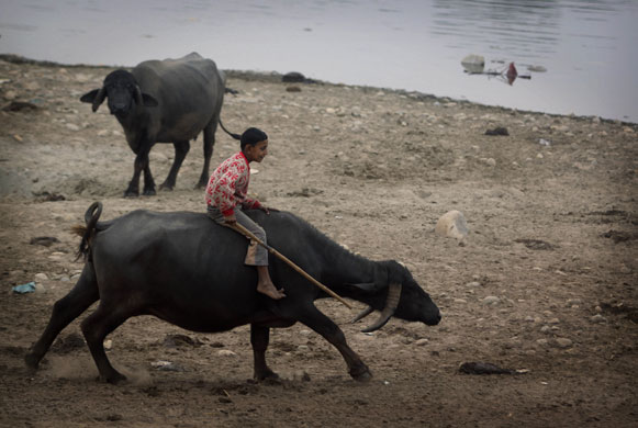 24 Hours in Pix: A child rides on a buffalo on the banks of river Tawi in Jammu, India