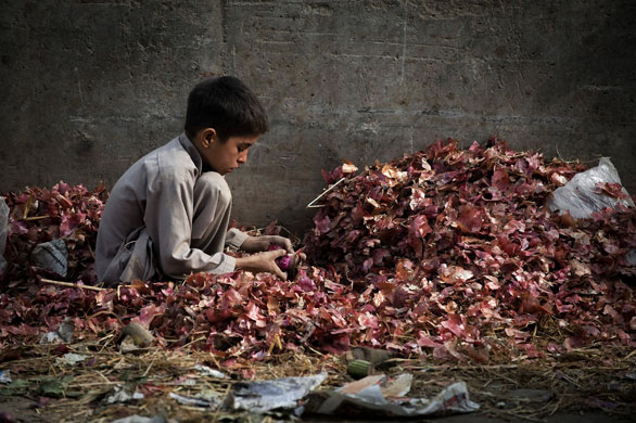 24 Hours in Pix: A child worker cleans onions in Pakistan 