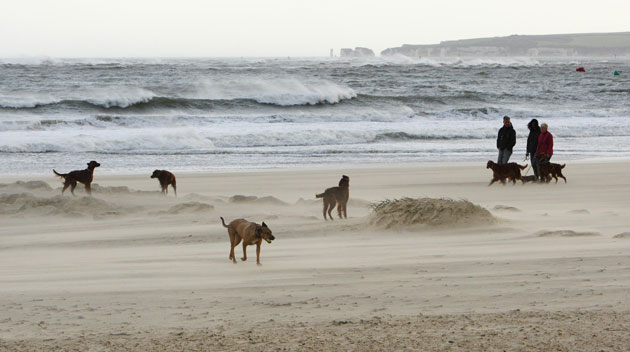 UK gales: People walk their dogs during a sand storm at Sandbanks near Poole