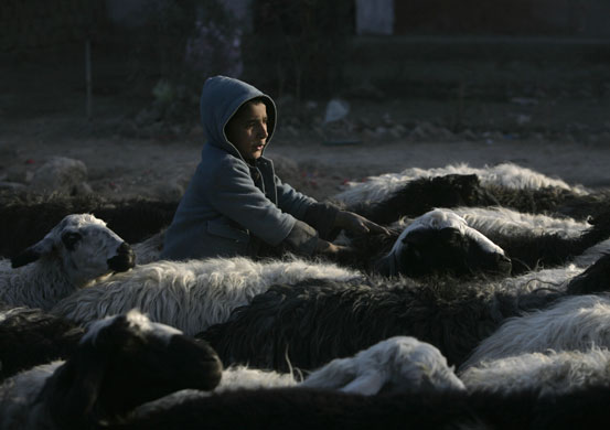 24 hours in pictures: Kabul, Afghanistan: A shepherd tends his sheep