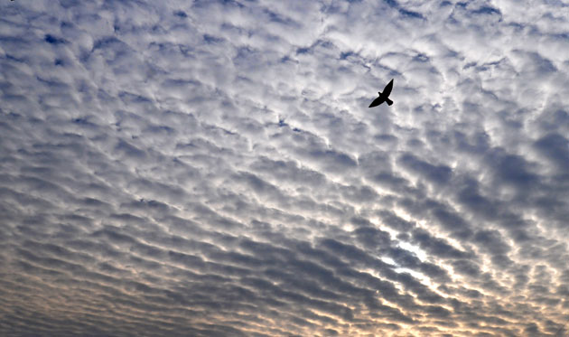 24 hours in pictures: Skopje, Macedonia: A bird flies through a cloudy sky 