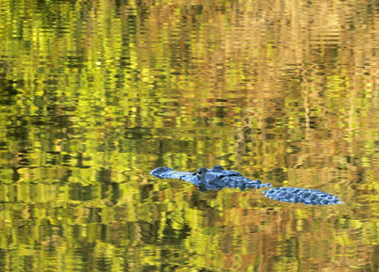 24 hours in pictures: An alligator floats in water near the Kennedy Space Center