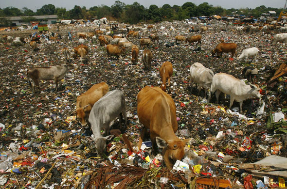 24 hours in pictures: Cattle search for food in a garbage dump in Makassar