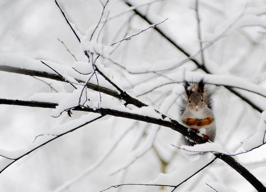 17 November 2009: Moscow, Russia: A squirrel sits on a snowy tree branch