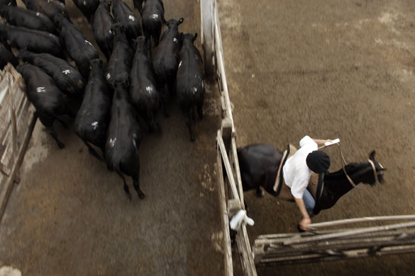 24 hours in pictures: Buenos Aires, Argentina: A worker closes a corral at a livestock market