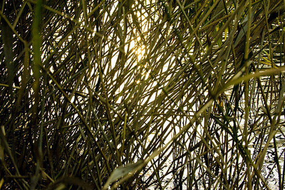 Olive Plants's Rivers: Olive Plants's Camera Club assignment