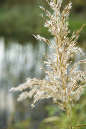 Olive Plants's Rivers: Olive Plants's Camera Club assignment