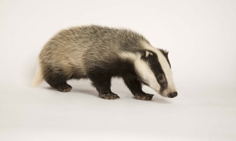 Does this badger remind you of Jesus?