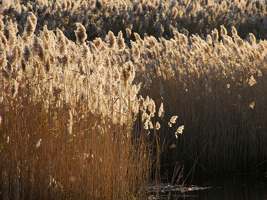 Amythyst Lake's Rivers: Amythyst Lake's Camera Club assignment
