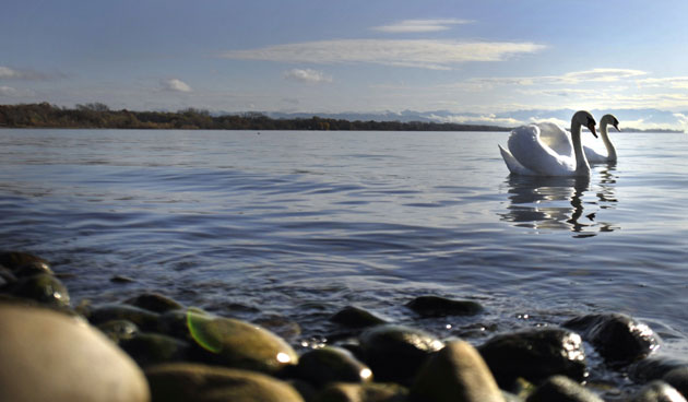 24 hours in pictures: Friedrichshafen, Germany: Swans swim on the Bodensee 