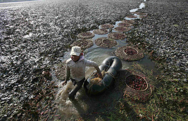 24 hours in pictures: Motte Majra, India: A labourer collects water chestnuts