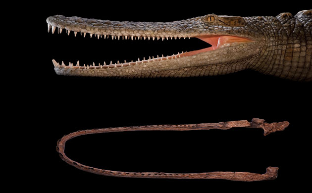 Crocodyliforms: Cretaceous Crocodyliforms from the Sahara 