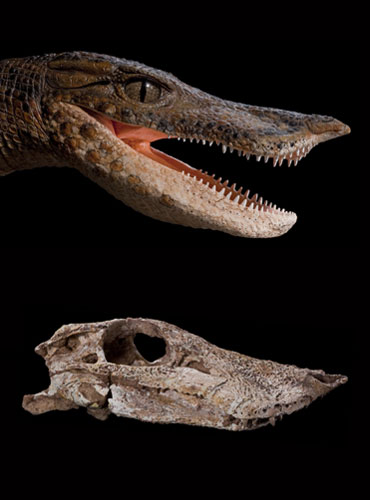 Crocodyliforms: Cretaceous Crocodyliforms from the Sahara 