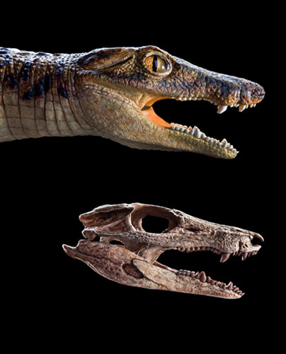 Crocodyliforms: Cretaceous Crocodyliforms from the Sahara 