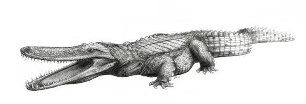 Crocodyliforms: Cretaceous Crocodyliforms from the Sahara 