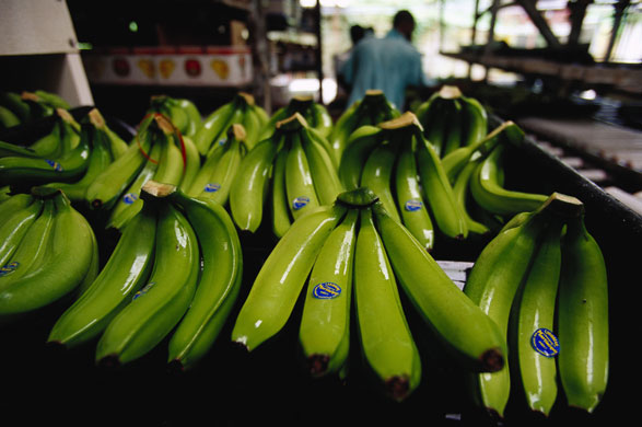 Week in Business: Bananas at the Plantation Leyritz near Bass Pointe, on Martinique