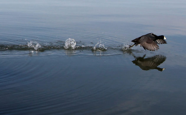 Week in Wildlife: A Coot flies across the water after being released at Eastshore State Park