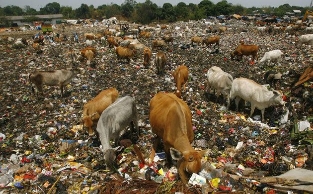 Week in Wildlife: Cattle search for food in a garbage dump in Makassar, Indonesia
