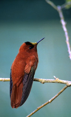 Week in Wildlife: A tiny orange (male)  firecrown hummingbird, Juan Fernandez Islands