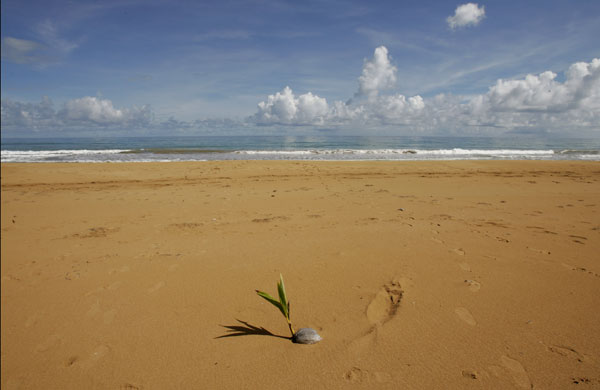 Week in Wildlife: Beach 