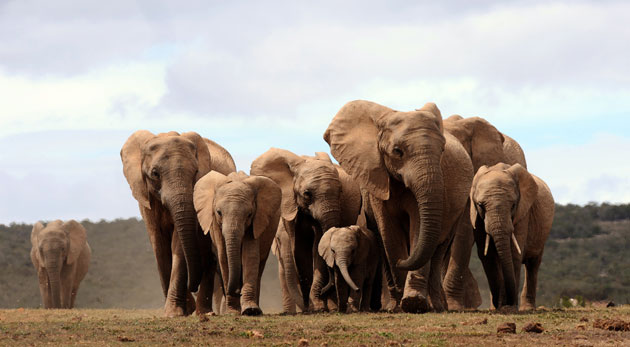 Week in Wildlife: A head of African elephants, Addo Elephant National Park, South Africa