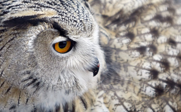 Week in Wildlife: An eagle-owl, which rose in captivity, in Moscow, Russia