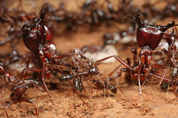 Week in Wildlife: Dorylus molestus ants soldiers