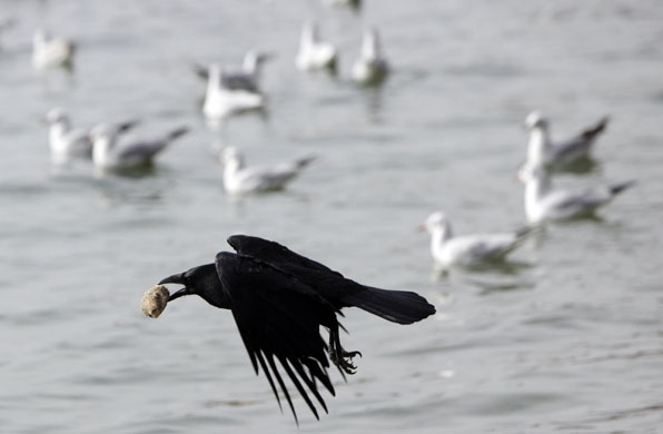 24 hours in pictures: A crow flies while carrying a chunk of bread in Lausanne