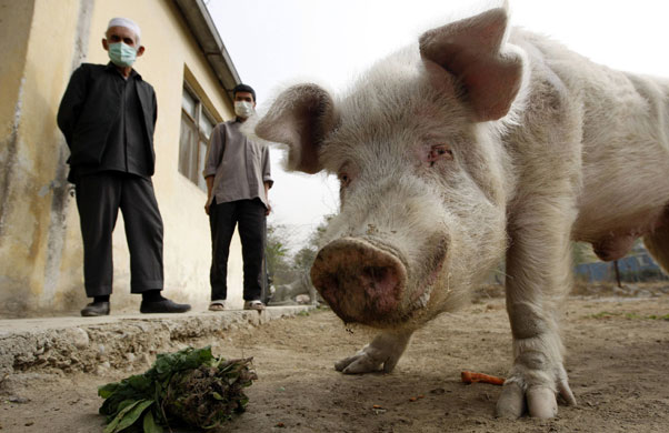 24 hours in pictures: the only pig in Afghanistan 