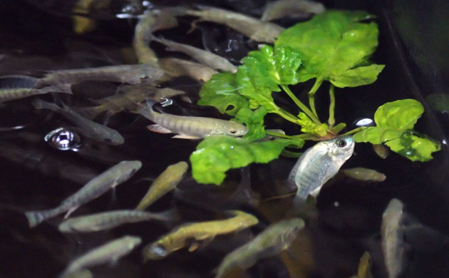 Week in Wildlife: Tilapia fish feed in tank used in aquaponics system at urban farm, Buffalo