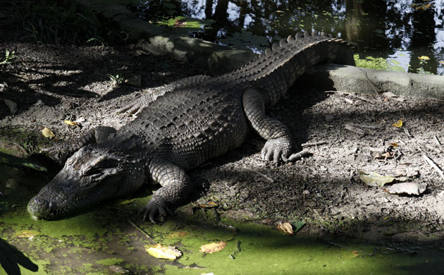 Week in Wildlife: Siamese crocodile at Phnom Tamao Wildlife Rescue Center Takoe province