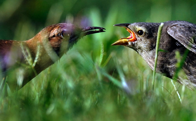 Week in Wildlife: A  female Great Antshrike feeds her chick at estuaries of Ibera, Argentina