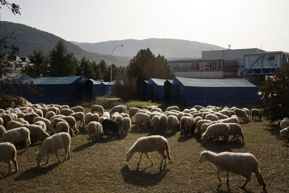 L'Aquila - 7 months later: Sheep graze near tents along route 17