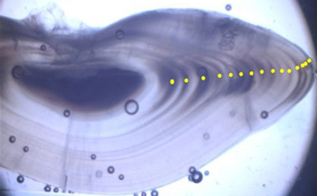 new deep sea creatures discovered new deep sea creatures discovered