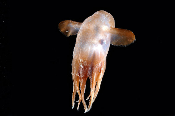 Beyond sunlight: Census of Marine life reveals  secrets of the deep sea