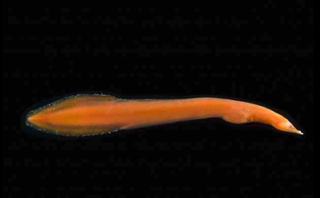 Beyond sunlight: Census of Marine life reveals  secrets of the deep sea