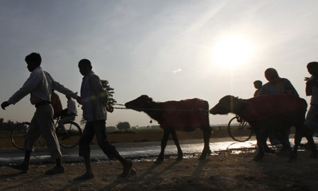 Nepalese Hindus lead buffalos that are intended for sacrifice to Gadhimai temple in Bariyapur